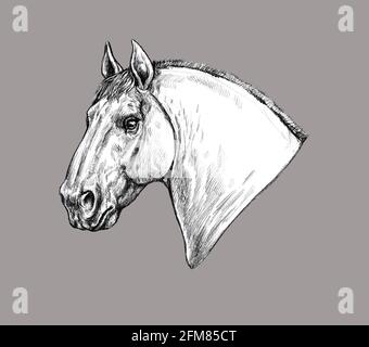 Beautiful horse. Pencil portrait of a horse. Equine drawing. Stock Photo