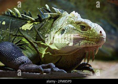 CZECH REP., ZOO PRAHA - JUN 11, 2020: Lesser Antillean iguana (Iguana delicatissima), Lesser Antillean green iguana, West Indian iguana. Czech: Leguan Stock Photo