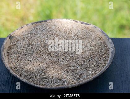 Lolium, rye seed husks in a contaner for use of grass seed on lawns, replair or newly laid , selective focus green background copy space above Stock Photo