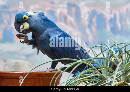 CZECH REP., ZOO PRAHA - JUN 11, 2020: Hyacinth macaw (Anodorhynchus hyacinthinus), hyacinthine macaw. Czech: Ara hyacintovy. Stock Photo