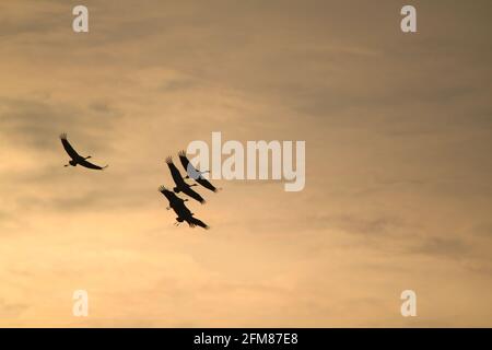 silhouette of a flock of cranes flying with sunset sky in the background Stock Photo