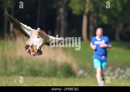 a runner duck chick in the grass Stock Photo - Alamy