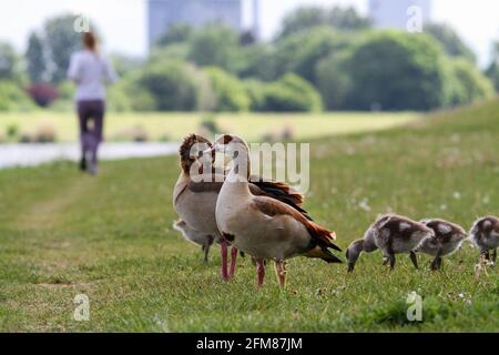 a runner duck chick in the grass Stock Photo - Alamy