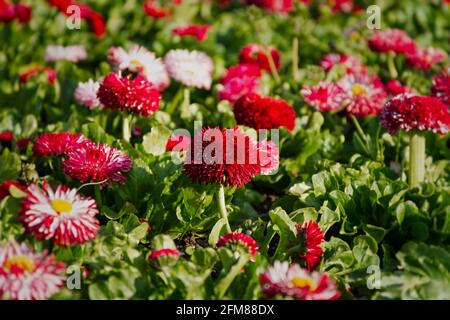Bellis perennis garden perennial pink daisies. Horizontal spring background. Growing colorful flowers in a flower bed. Bright sunlight, full frame. A Stock Photo