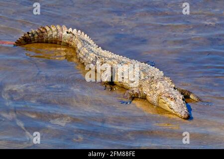 Mugger Crocodile, Crocodylus palustris, Wetlands, Royal Bardia National Park, Bardiya National Park, Nepal, Asia Stock Photo