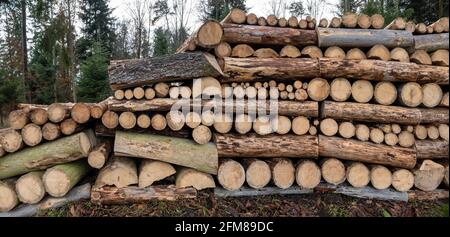 Storage of stacked tree trunks in the forest Stock Photo