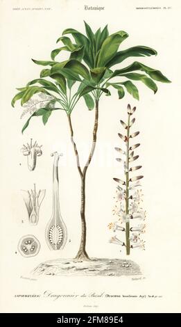 Palm lily, Cordyline fruticosa. Dracaena brasiliensis, Dragonnier de  Bresil. Handcoloured steel engraving by A.P. Teillard after an illustration  by Louis Joseph Edouard Maubert from Charles d'Orbigny's Dictionnaire  Universel d'Histoire Naturelle ...
