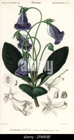Brazilian gloxinia or florist's gloxinia, Sinningia speciosa. Gloxinia caulescens. Gloxinia caulescente. Handcoloured steel engraving by Felicie Fournier after an illustration by Louis Joseph Edouard Maubert from Charles d'Orbigny's Dictionnaire Universel d'Histoire Naturelle (Universal Dictionary of Natural History), Paris, 1849. Stock Photo