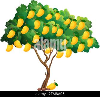 Yellow mango tree isolated on white background illustration Stock Vector