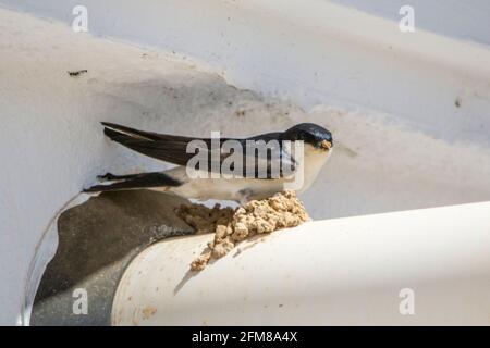 House Martins (delichon Urbicum) building their nests on a boiler flue pipe Stock Photo