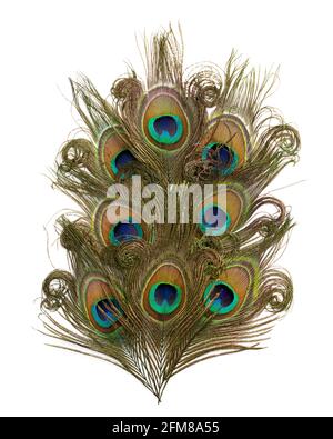 Peacock feathers isolated on white background Stock Photo