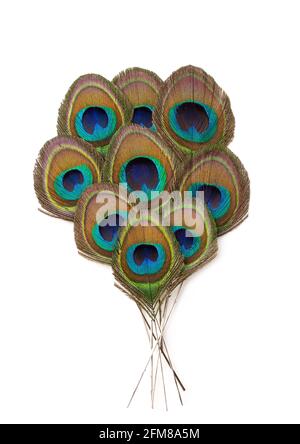 Peacock feathers isolated on white background Stock Photo