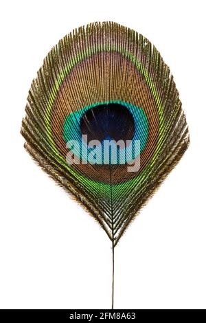 Peacock feather isolated on white background Stock Photo