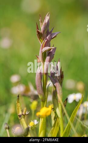 Small-flowered Tongue Orchid, Serapias parviflora orchid, Andalusia, Southern Spain Stock Photo