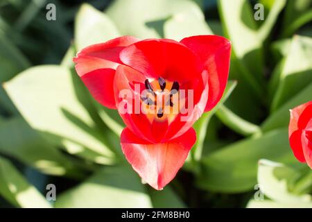 Sunlit single bright red early tulip flower, Tulipa, blooming in the spring sunshine, close-up view from above showing sigma and stamens Stock Photo