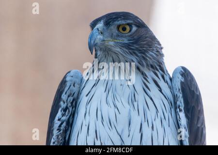 A Bonelli's Eagle (Aquila fasciata) very close up showing white feathers, yellow eyes and beak. Stock Photo