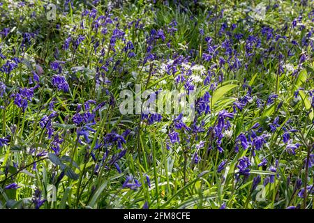 Host of Bluebells - Low Angled, Woodland Floor Detail of a carpet of Bluebell Flowers  (Hyacinthoides non-scripta) Growing in Oak Woodland in Spring#2 Stock Photo
