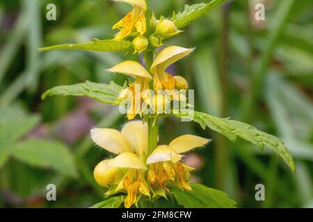 Close up, Macro Detail of a Yellow Archangel Flower (Lamiastrum galeobdolon) in Spring Stock Photo