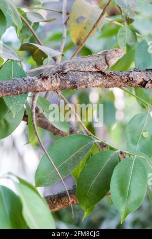 An Oriental Garden Lizard (Male) sitting on a branch on a tree in Mumbai, India Stock Photo
