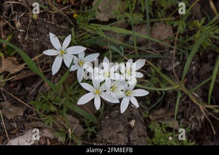Garden star-of-Bethlehem, grass lily, Ornithogalum umbellatum, wildflower in Andalusia, Spain. Stock Photo