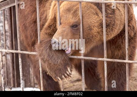 brown bear in a cage in Kamchatka Stock Photo
