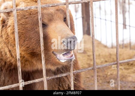 brown bear in a cage in Kamchatka Stock Photo