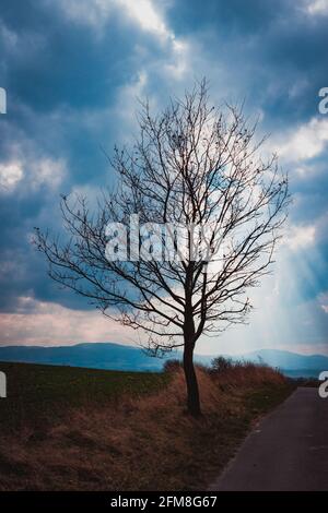Lone tree near the mountain road with the sun's rays breaking through the clouds Stock Photo