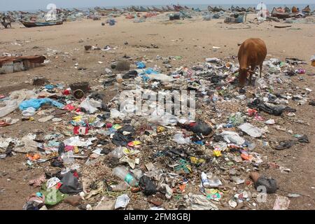 Cow eating trash from illegal landfill Stock Photo