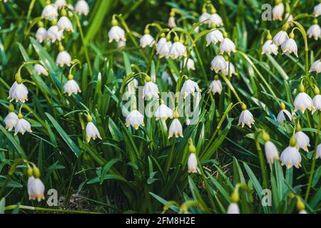 Spring snowflake flowers in the forest - Leucojum vernum, Great snowdrop Stock Photo