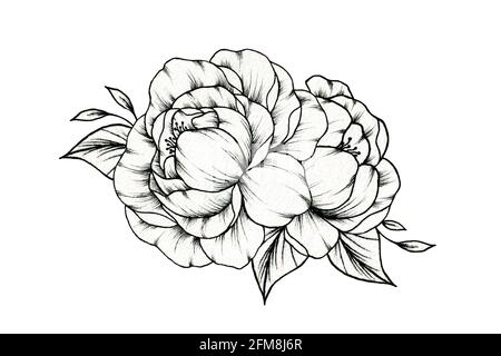Vintage peony flowers drawing isolated on white, black and white spring flower bouquet with peony blooms and leaves, botanical black sketch Stock Photo