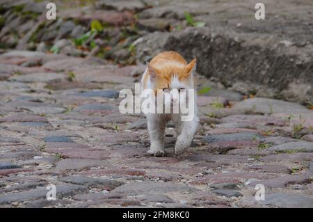 Red cat walks away along an empty street