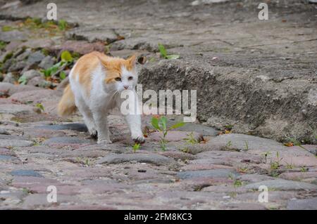 Red cat walks away along an empty street. Stock Photo