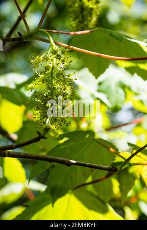 Buds of the Horse Chestnut tree in Spring Stock Photo