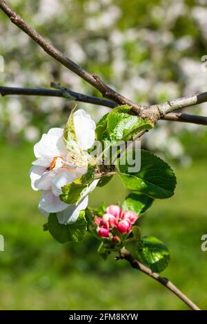 Apple tree in blossom, Springtime Stock Photo