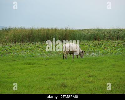 Thai cow standing on the edge of stream, Cows grazing in the green fields have mountains covered with white cloud and blue sky in background, Livestoc Stock Photo