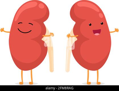 Cute cartoon smiling healthy kidney character. Human genitourinary system internal organ anatomy vector illustration Stock Vector