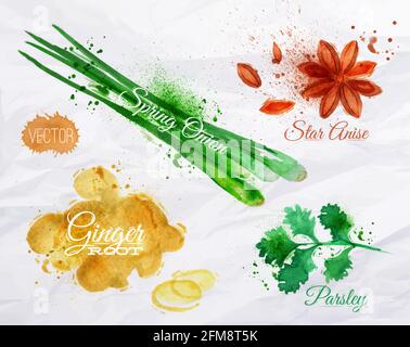 Spices herbs set drawn watercolor blots and stains with a spray star anise, parsley, spring onion, ginger root Stock Vector