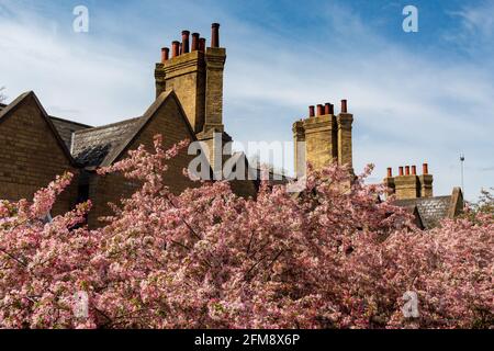 Pink apple blossom below interesting chimneys on the former railway cottages next to Mill Road Bridge, Cambridge, UK. Stock Photo