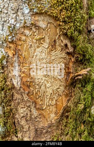 Closeup shot showing some bark beetle galleries on a tree trunk Stock Photo