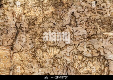 Closeup shot showing some bark beetle galleries on a tree trunk Stock Photo