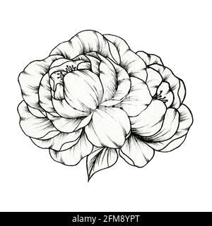 Simple line drawing floral composition with various big and small flowers  and leaves isolated on white background, warm ink drawing Stock Photo -  Alamy
