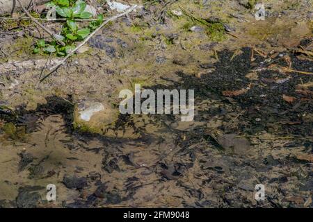 riparian close-up scenery showing lots of tadpoles in sunny ambiance at early spring time Stock Photo