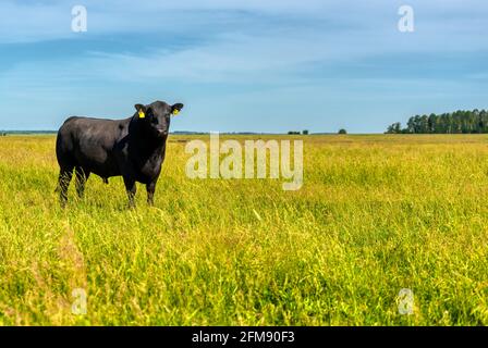 A black angus bull stands on a green grassy field. Stock Photo