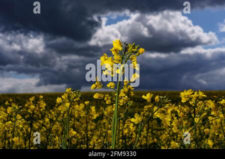 Schleswig-Holstein, Germany. May 7 2021: Dark thunderclouds pile up behind a field of rapeseed, on which rays of sunlight fall. Photo: Axel Heimken/dpa Credit: dpa picture alliance/Ģ����ý Live News Stock Photo