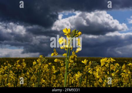 Schleswig-Holstein, Germany. May 7 2021: Dark thunderclouds pile up behind a field of rapeseed, on which rays of sunlight fall. Photo: Axel Heimken/dpa Credit: dpa picture alliance/Ģ����ý Live News Stock Photo