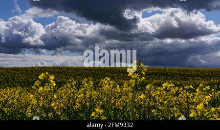 Schleswig-Holstein, Germany. May 7 2021: Dark thunderclouds pile up behind a field of rapeseed, on which rays of sunlight fall. Photo: Axel Heimken/dpa Credit: dpa picture alliance/Ģ����ý Live News Stock Photo