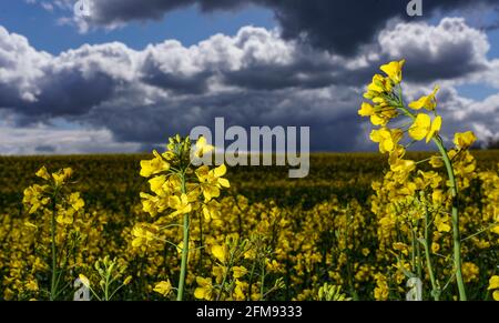 Schleswig-Holstein, Germany. May 7 2021: Dark thunderclouds pile up behind a field of rapeseed, on which rays of sunlight fall. Photo: Axel Heimken/dpa Credit: dpa picture alliance/Ģ����ý Live News Stock Photo