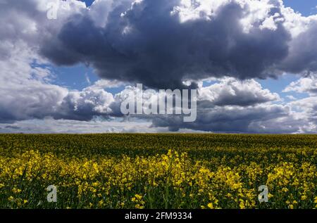 Schleswig-Holstein, Germany. May 7 2021: Dark thunderclouds pile up behind a field of rapeseed, on which rays of sunlight fall. Photo: Axel Heimken/dpa Credit: dpa picture alliance/Ģ����ý Live News Stock Photo