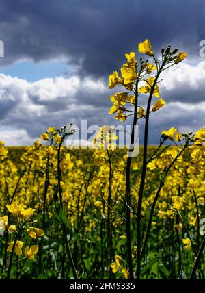 Schleswig-Holstein, Germany. May 7 2021: Dark thunderclouds pile up behind a field of rapeseed, on which rays of sunlight fall. Photo: Axel Heimken/dpa Credit: dpa picture alliance/Ģ����ý Live News Stock Photo