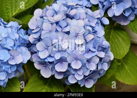 Hydrangea flowers in the yard Stock Photo